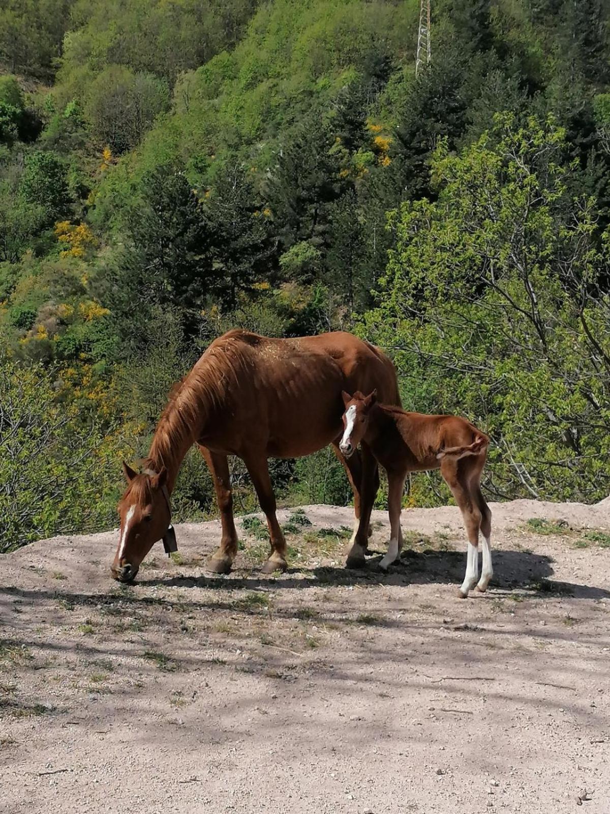 La Locanda Del Poeta Acri Exteriér fotografie